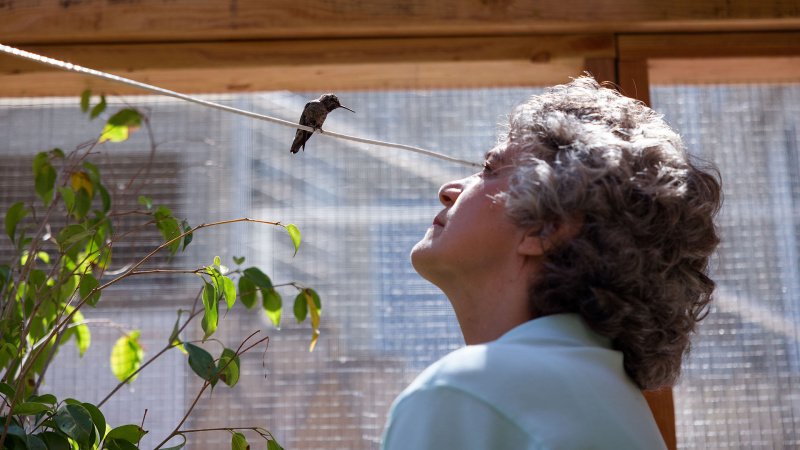 Watch: Sally Aitken’s 'Every Little Thing' Heals More Than Just Hummingbirds